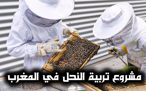 مشروع مربح في المغرب  10 نصائح لجاح مشروع تربية النحل في المغرب